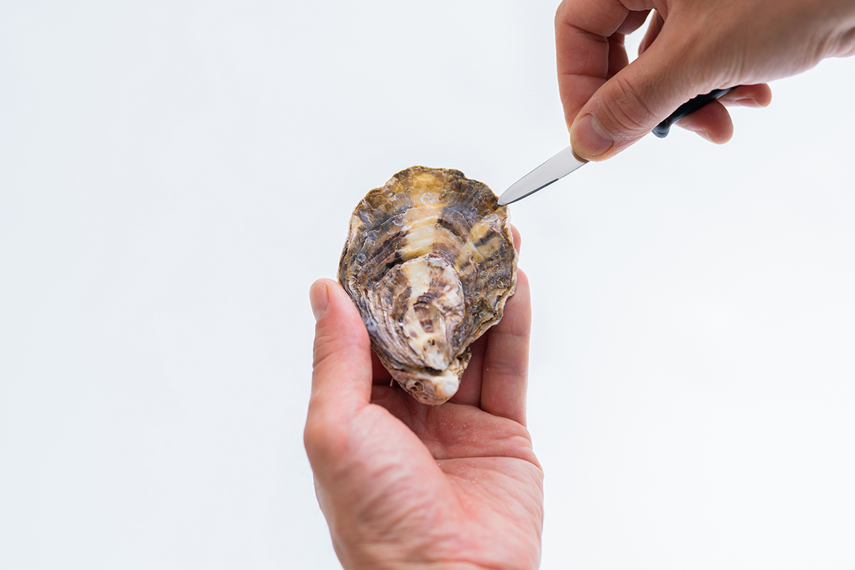 牡蠣の殻の平らな面を上に向けて２時の場所からオイスターナイフを入れます。