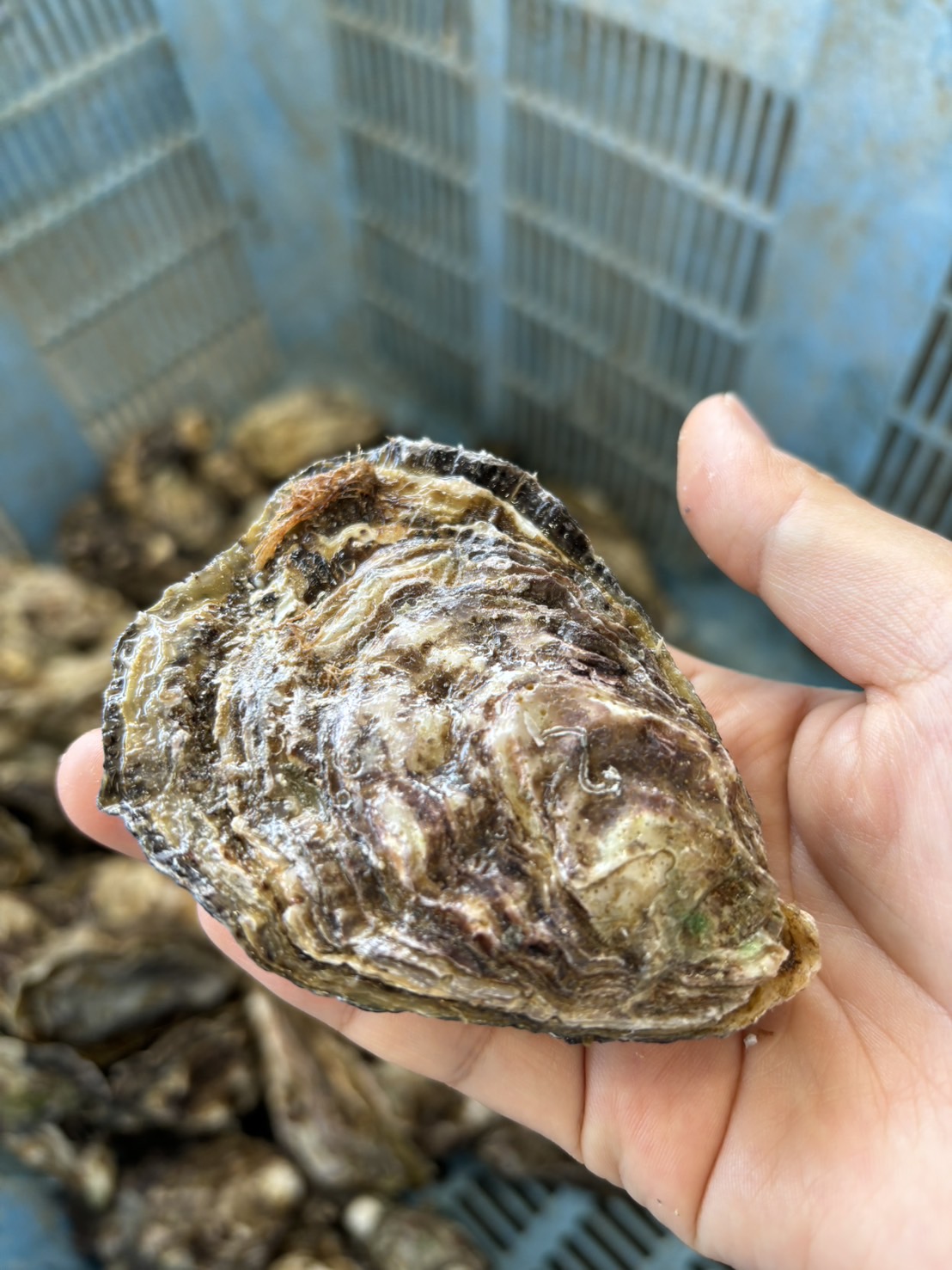 マルコ水産 新着情報 画像
